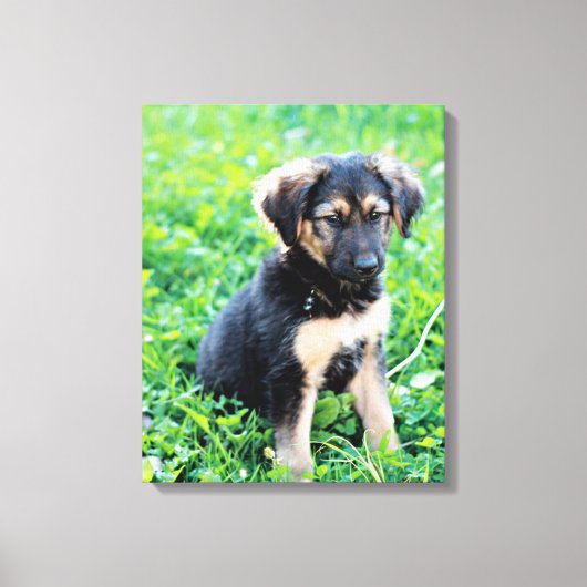 German Shepherd Puppy Leinwanddruck (Vorderseite)