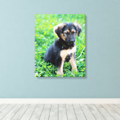 German Shepherd Puppy Leinwanddruck (Insitu (Holzboden))