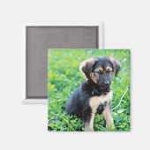 German Shepherd Puppy Magnet (Vorderseite/Rückseite)