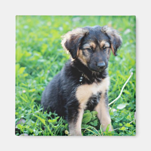German Shepherd Puppy Magnet (Vorne)