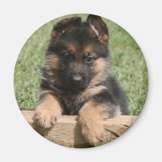 German Shepherd Puppy Magnet (Vorne)