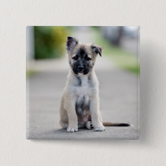 German Shepherd Puppy on Footpath Button (Vorderseite)