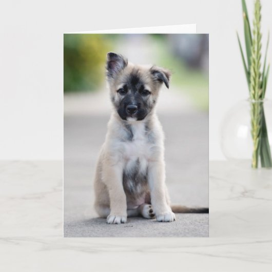 German Shepherd Puppy on Footpath Karte (Vorderseite)
