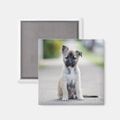 German Shepherd Puppy on Footpath Magnet (Vorderseite/Rückseite)