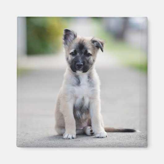 German Shepherd Puppy on Footpath Magnet (Vorne)