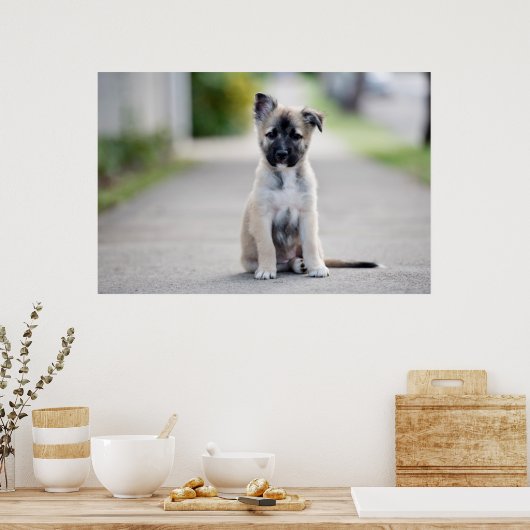 German Shepherd Puppy on Footpath Poster (Küche)