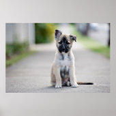German Shepherd Puppy on Footpath Poster (Vorne)
