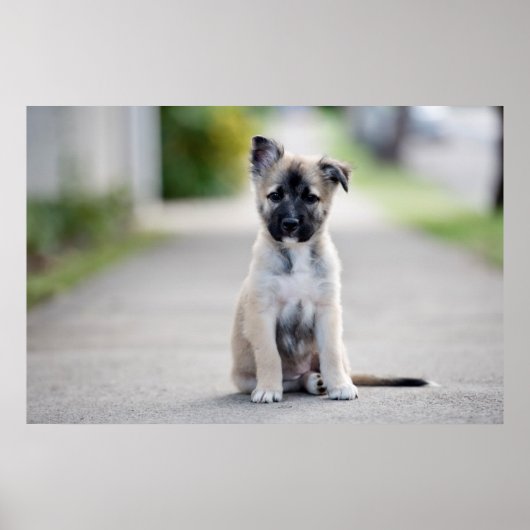 German Shepherd Puppy on Footpath Poster (Vorne)