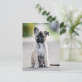 German Shepherd Puppy on Footpath Postkarte (Stehend Vorderseite)