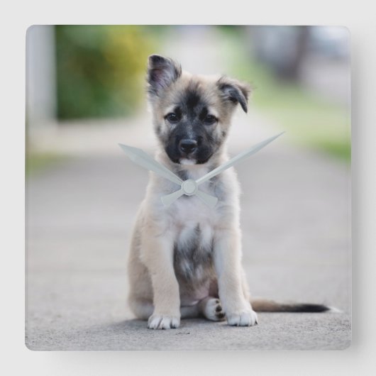 German Shepherd Puppy on Footpath Quadratische Wanduhr (Vorderseite)