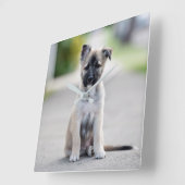 German Shepherd Puppy on Footpath Quadratische Wanduhr (Winkel)