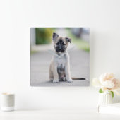 German Shepherd Puppy on Footpath Quadratische Wanduhr (Zuhause)