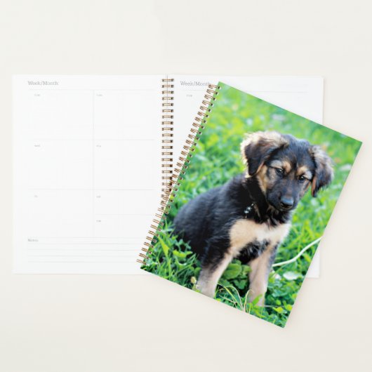 German Shepherd Puppy Planer (Anzeige)