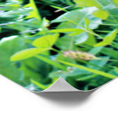 German Shepherd Puppy Poster (Ecke)