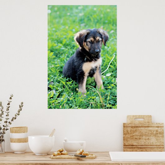 German Shepherd Puppy Poster (Küche)