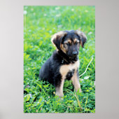 German Shepherd Puppy Poster (Vorne)