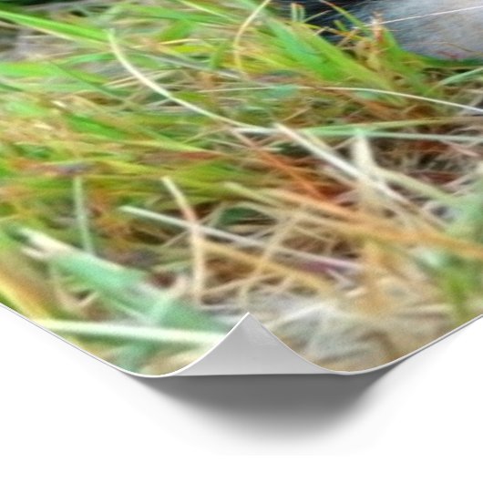 German Shepherd Puppy Poster (Ecke)