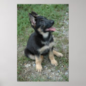 German Shepherd Puppy Poster (Vorne)