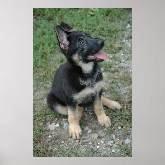German Shepherd Puppy Poster (Vorne)