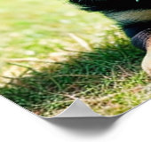 German Shepherd Puppy Poster (Ecke)