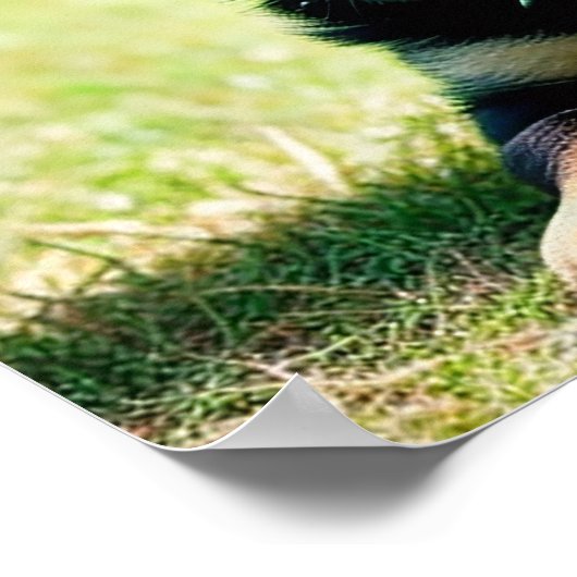 German Shepherd Puppy Poster (Ecke)