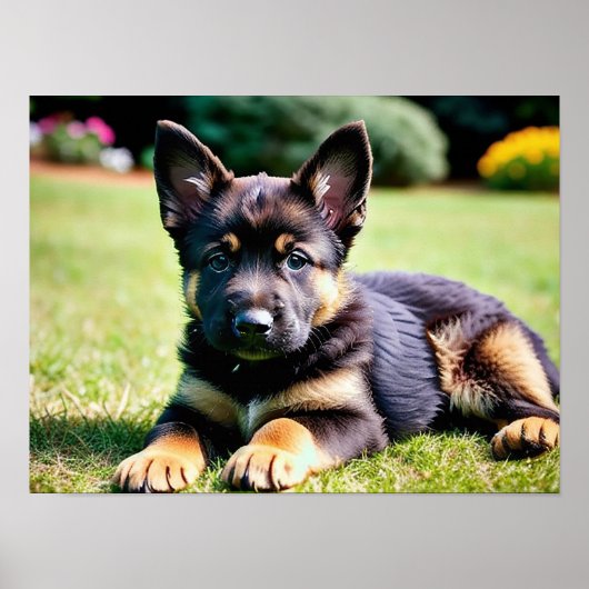 German Shepherd Puppy Poster (Vorne)