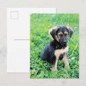German Shepherd Puppy Postkarte (Vorne/Hinten)