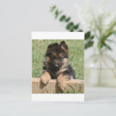 German Shepherd Puppy Postkarte (Stehend Vorderseite)