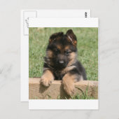 German Shepherd Puppy Postkarte (Vorne/Hinten)