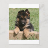 German Shepherd Puppy Postkarte (Vorderseite)