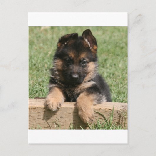 German Shepherd Puppy Postkarte (Vorderseite)