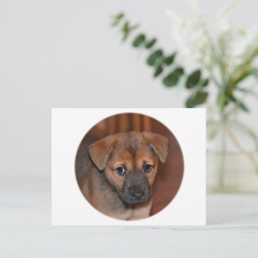 German Shepherd Puppy Postkarte (Stehend Vorderseite)