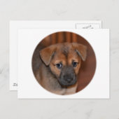 German Shepherd Puppy Postkarte (Vorne/Hinten)