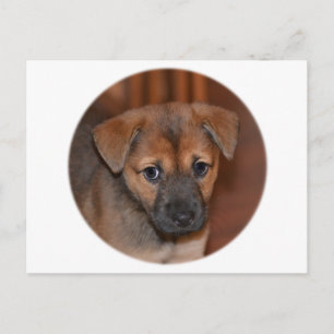German Shepherd Puppy Postkarte
