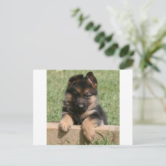 German Shepherd Puppy Postkarte (Stehend Vorderseite)