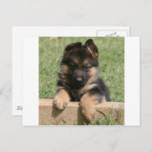German Shepherd Puppy Postkarte (Vorne/Hinten)