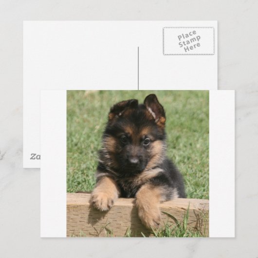 German Shepherd Puppy Postkarte (Vorne/Hinten)