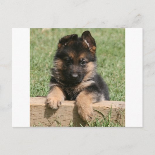 German Shepherd Puppy Postkarte (Vorderseite)