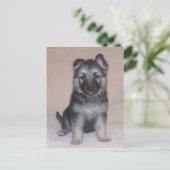 German Shepherd Puppy Postkarte (Stehend Vorderseite)