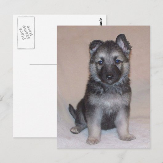 German Shepherd Puppy Postkarte (Vorne/Hinten)