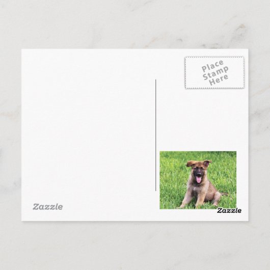 German Shepherd Puppy Postkarte (Rückseite)