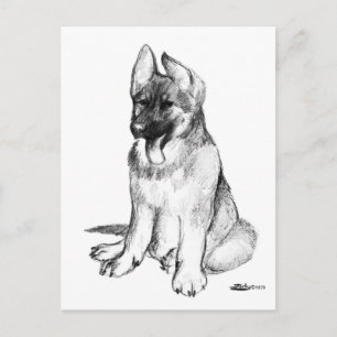 German Shepherd Puppy Postkarte