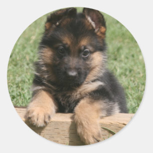 German Shepherd Puppy Runder Aufkleber