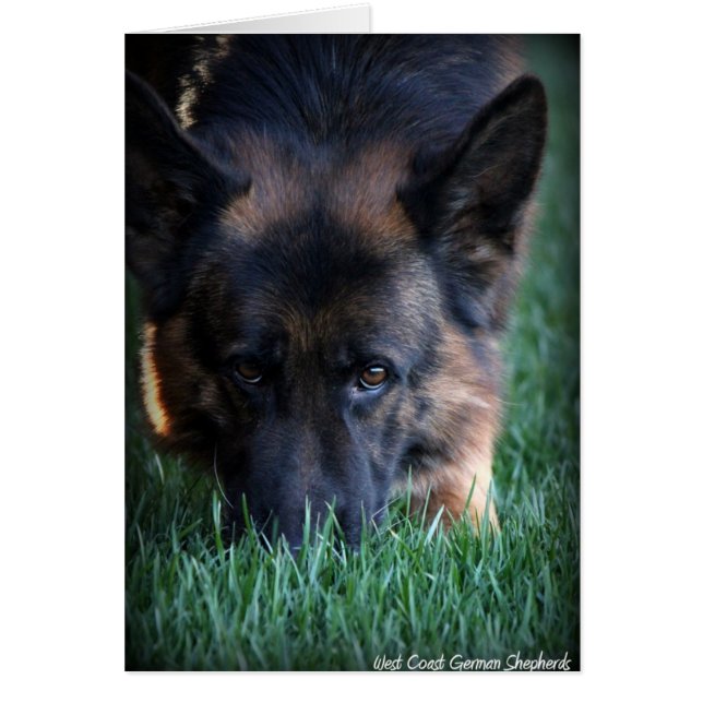 German Shepherd Randy vom Leithawald (Vorne)