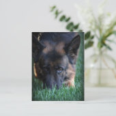 German Shepherd Randy vom Leithawald Postkarte (Stehend Vorderseite)
