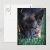 German Shepherd Randy vom Leithawald Postkarte (Vorne/Hinten)