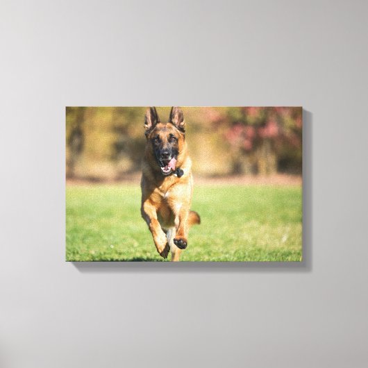 German Shepherd Running Leinwanddruck (Vorderseite)