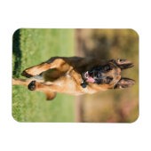 German Shepherd Running Magnet (Horizontal)