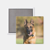 German Shepherd Running Magnet (Vorderseite/Rückseite)