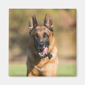 German Shepherd Running Magnet (Vorne)